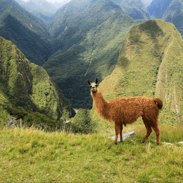 Llama standing in the mountains of South America