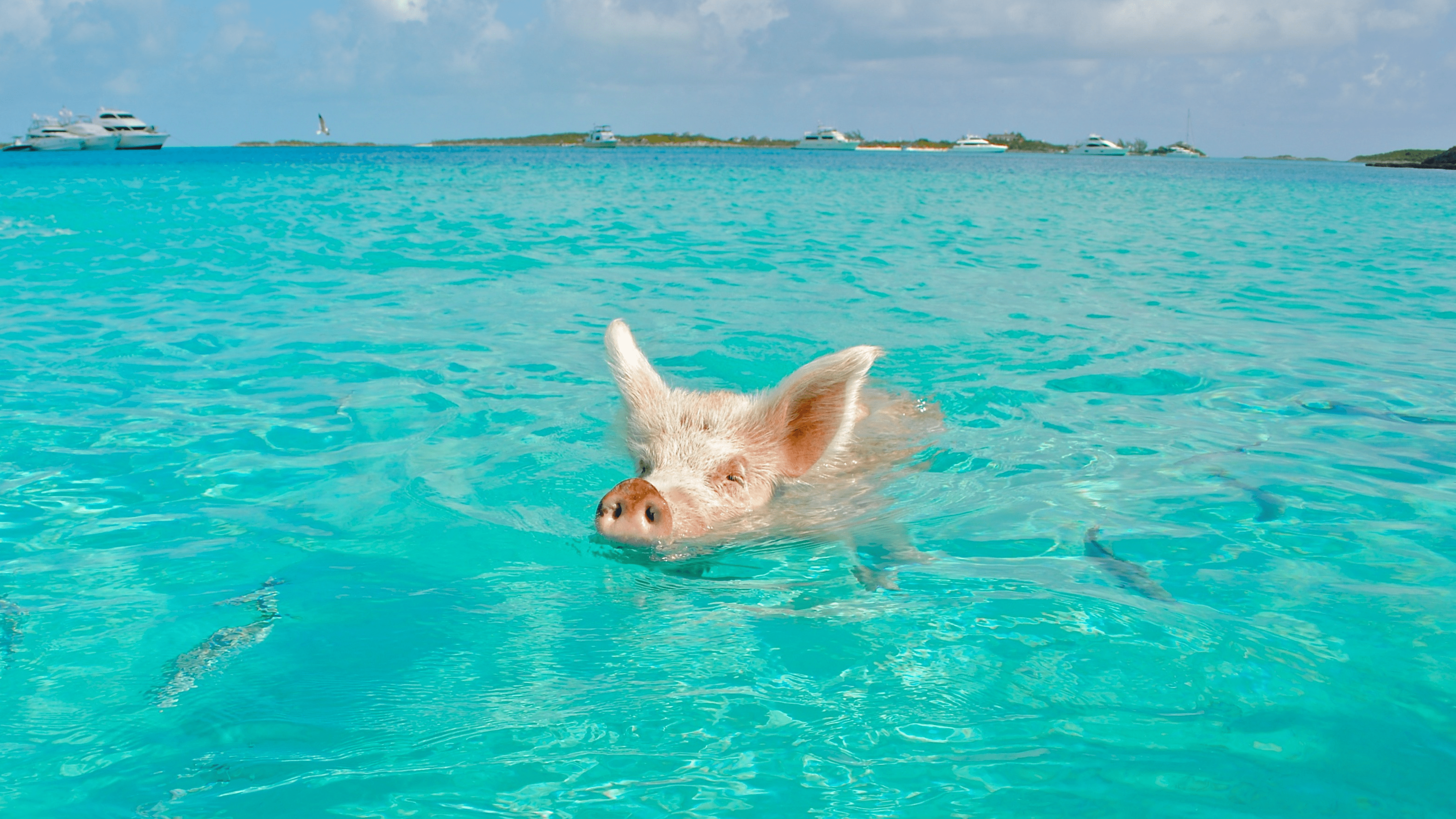 swimming pig in bahamas