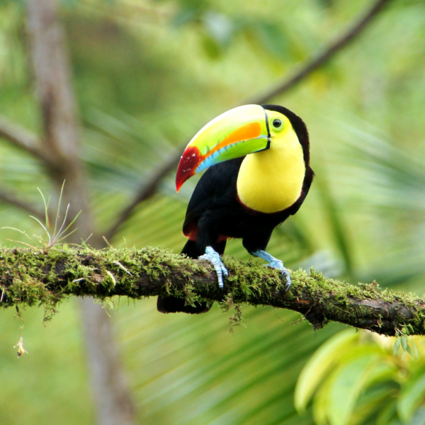 Costa Rica Toucan with yellow beak sitting on a branch in a tree