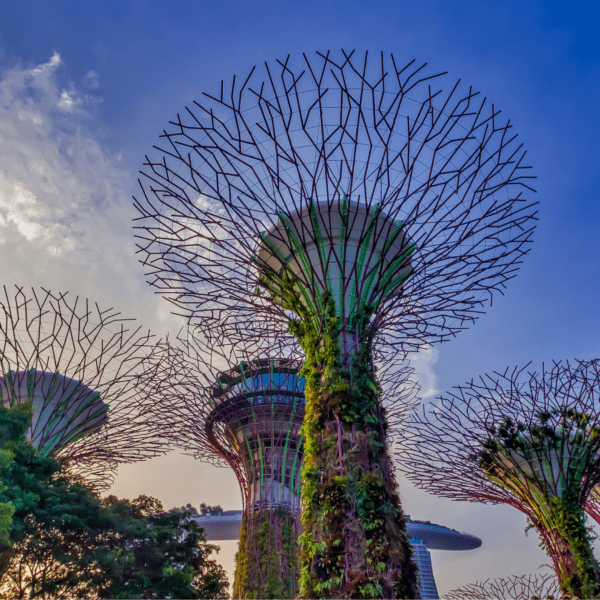 singapore park showing large tree-like structures that light up