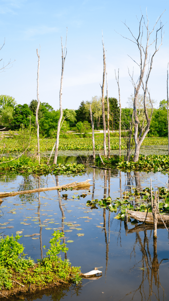 lake with water lilies and dead trees in park