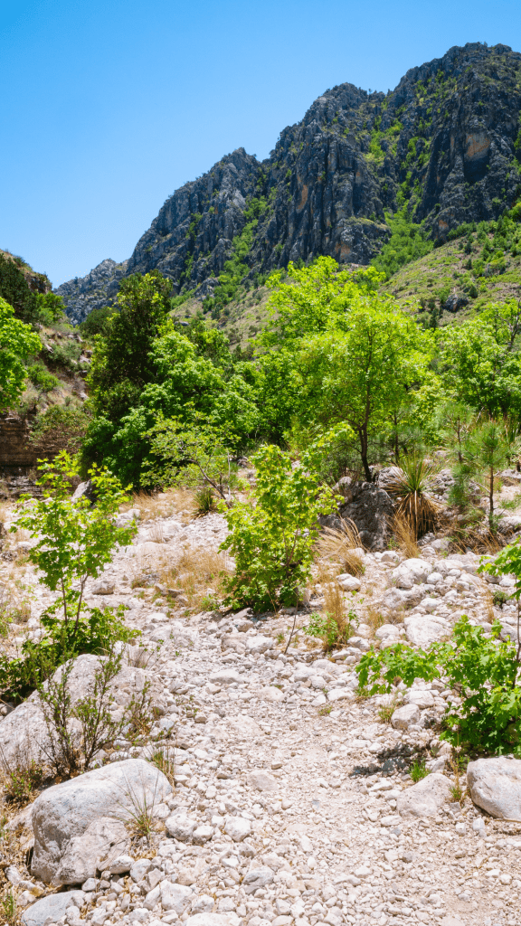 rocky path with trees and mountains around