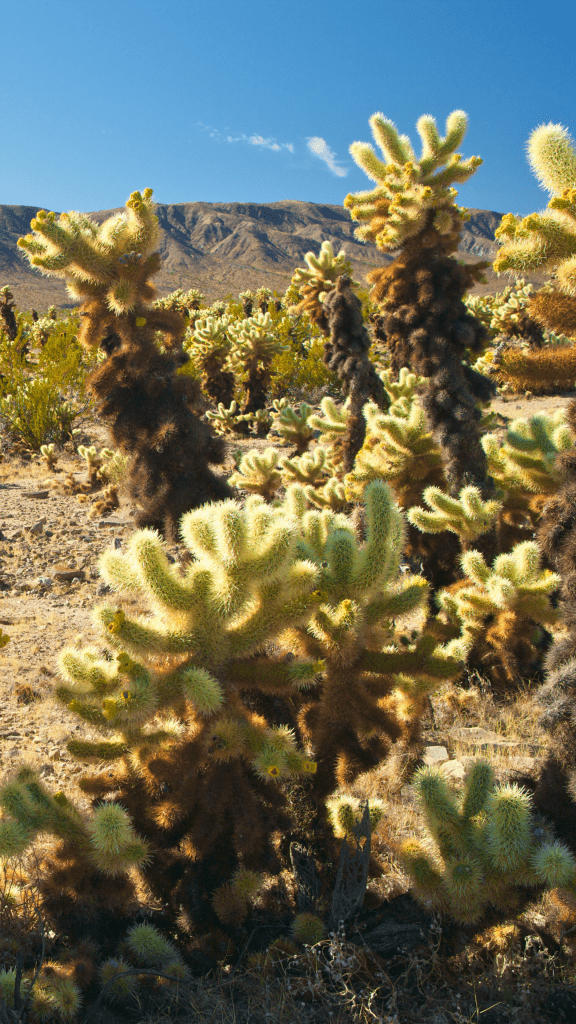 cactus plants with bees swarming
