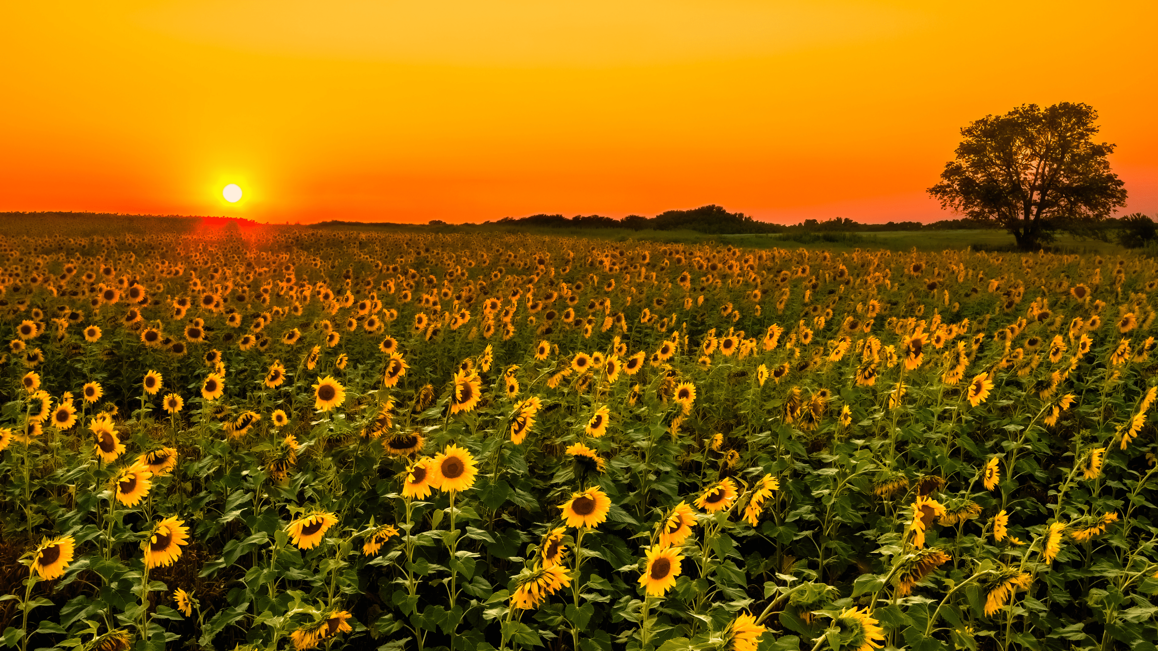 field of sunflowers in Kansas at sunset