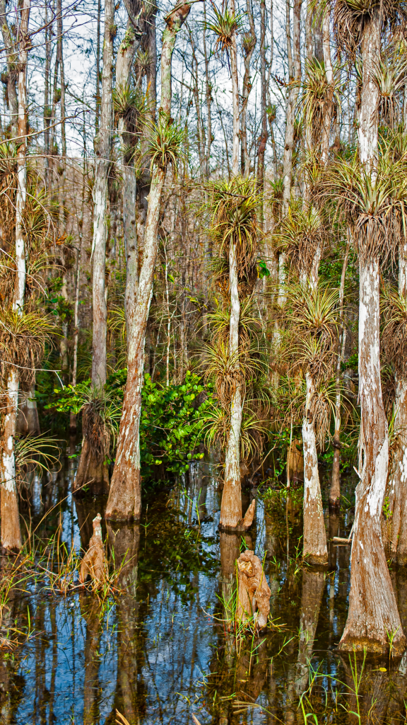 trees in swampy area
