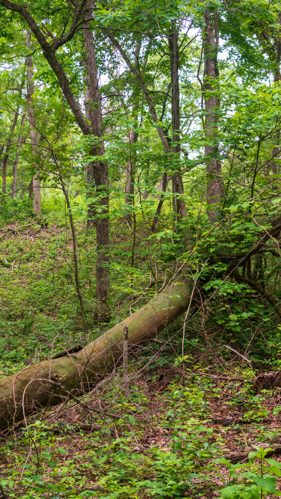 a view of the green forest at the park