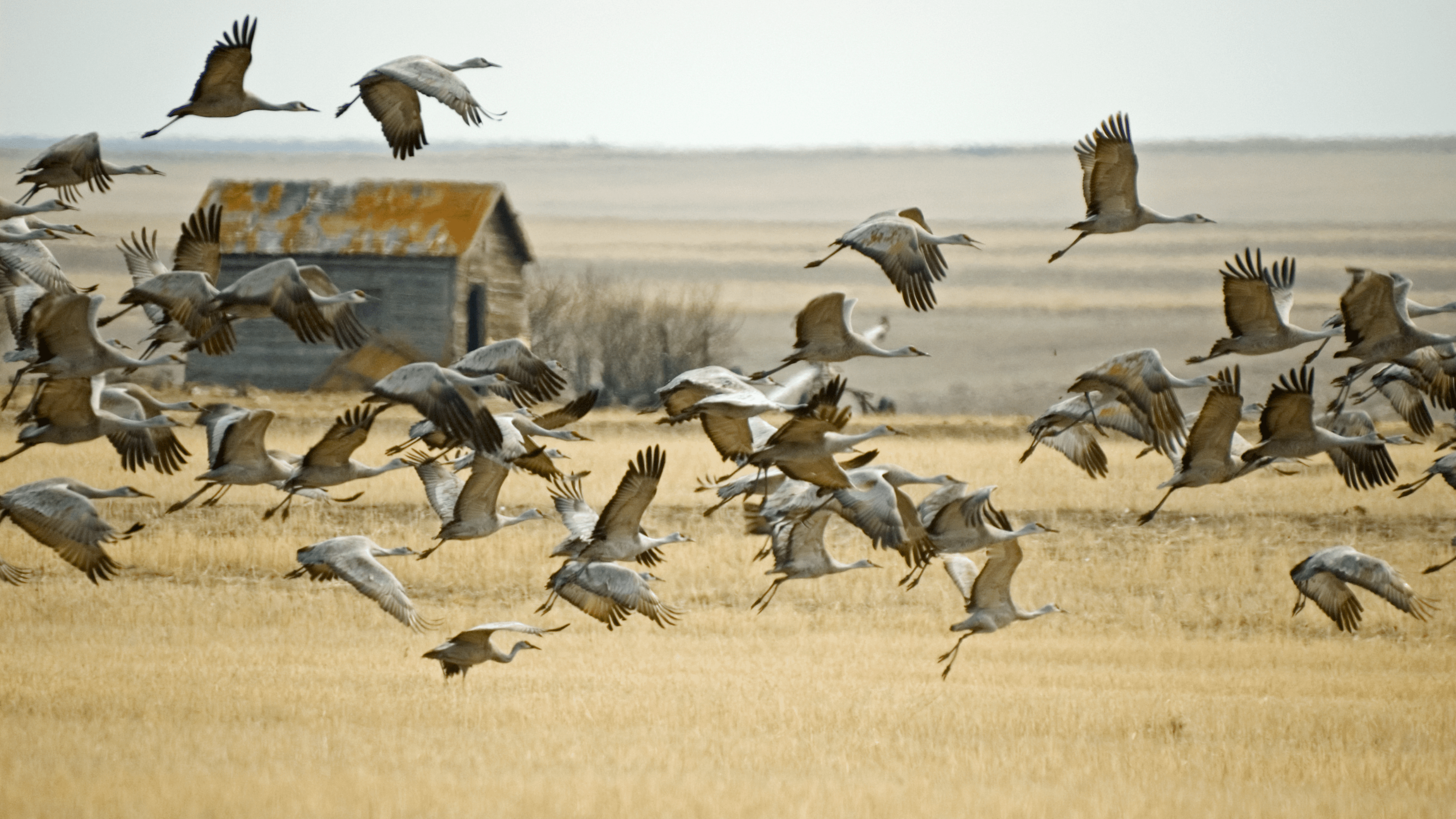Sand Hill Cranes in Nebraska