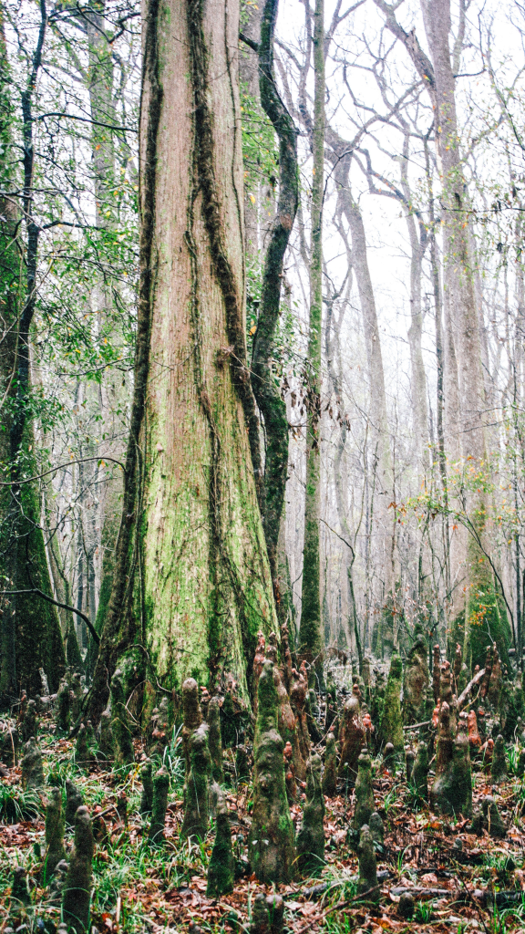 tall slender trees in park