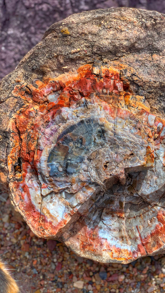 close up view of log rock