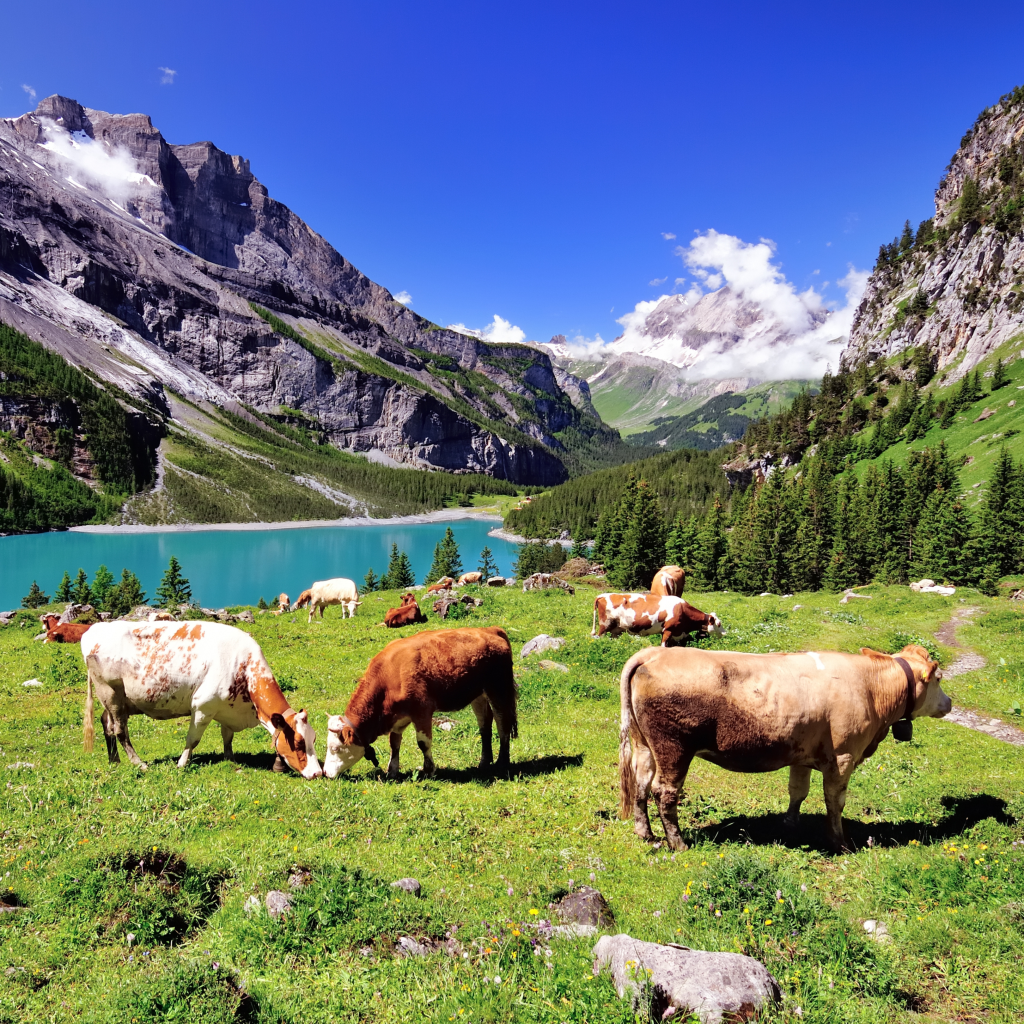 herd of cows surrounded by mountains and lake