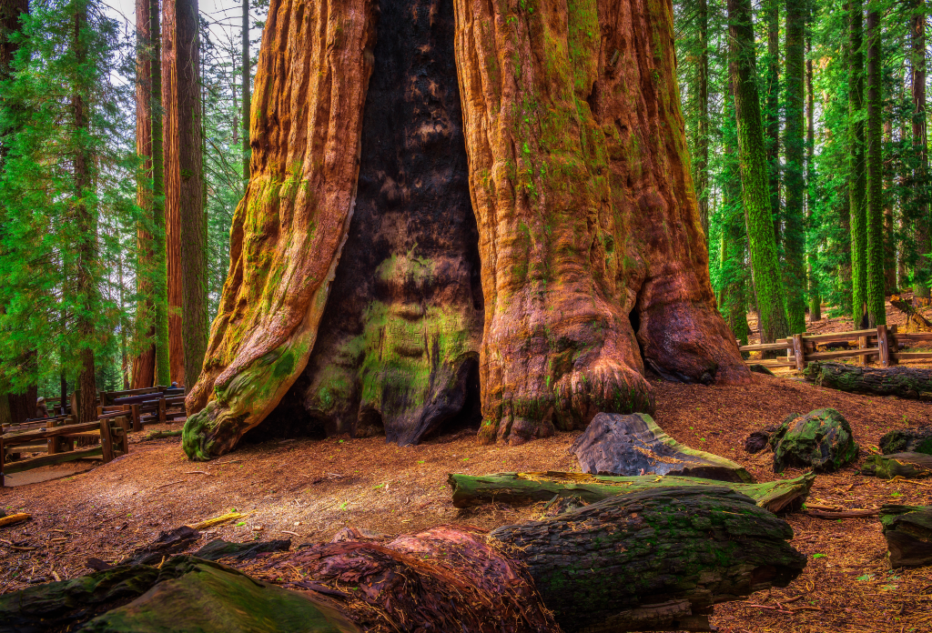 view of sequoia tree