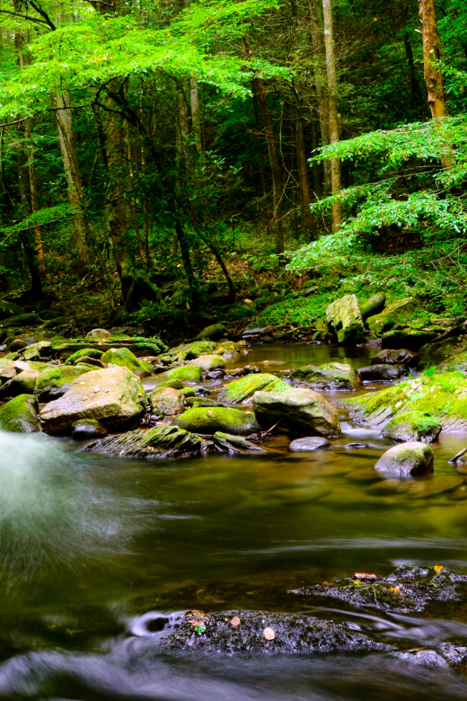 a green forest with a stream of water in Smoky Mountains National Park