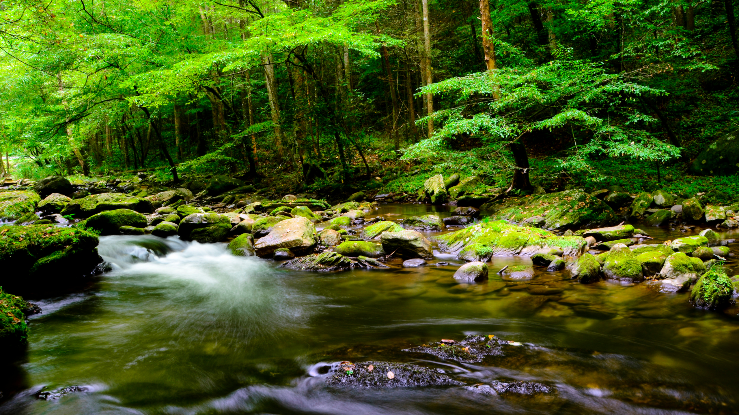 a green forest with a stream of water