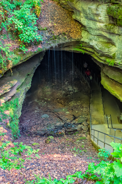 the entrance to mammoth cave National Park which has ivy and grasses around it