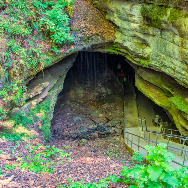 the entrance to mammoth cave National Park which has ivy and grasses around it