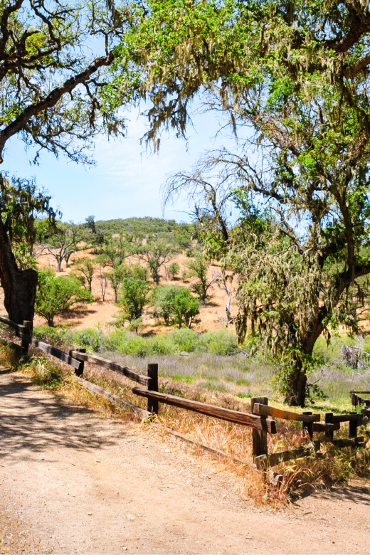 A view of a dirt road in Pinnacles National Park with green trees