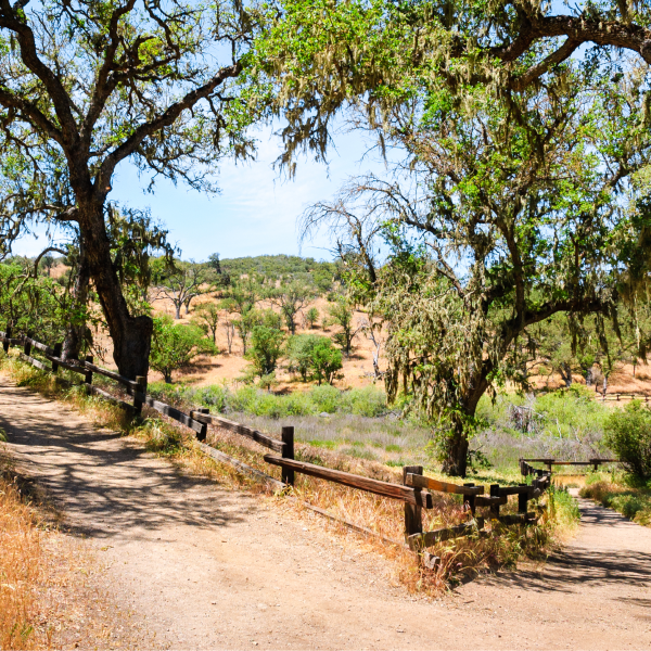A view of a dirt road in Pinnacles National Park with green trees