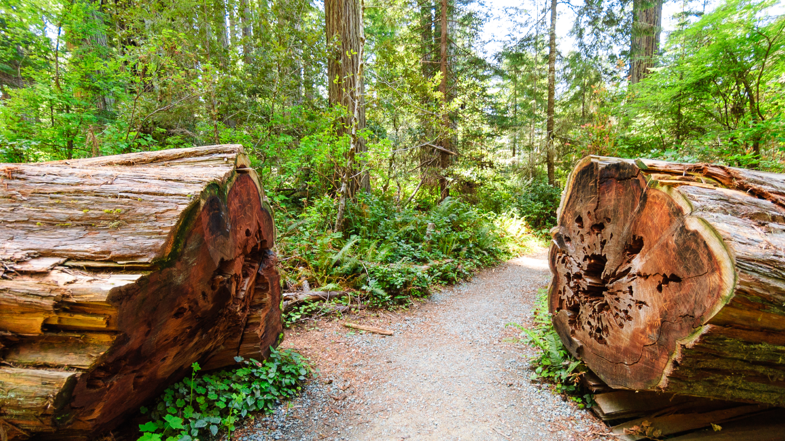 a big redwood log cut in half and a dirt path between