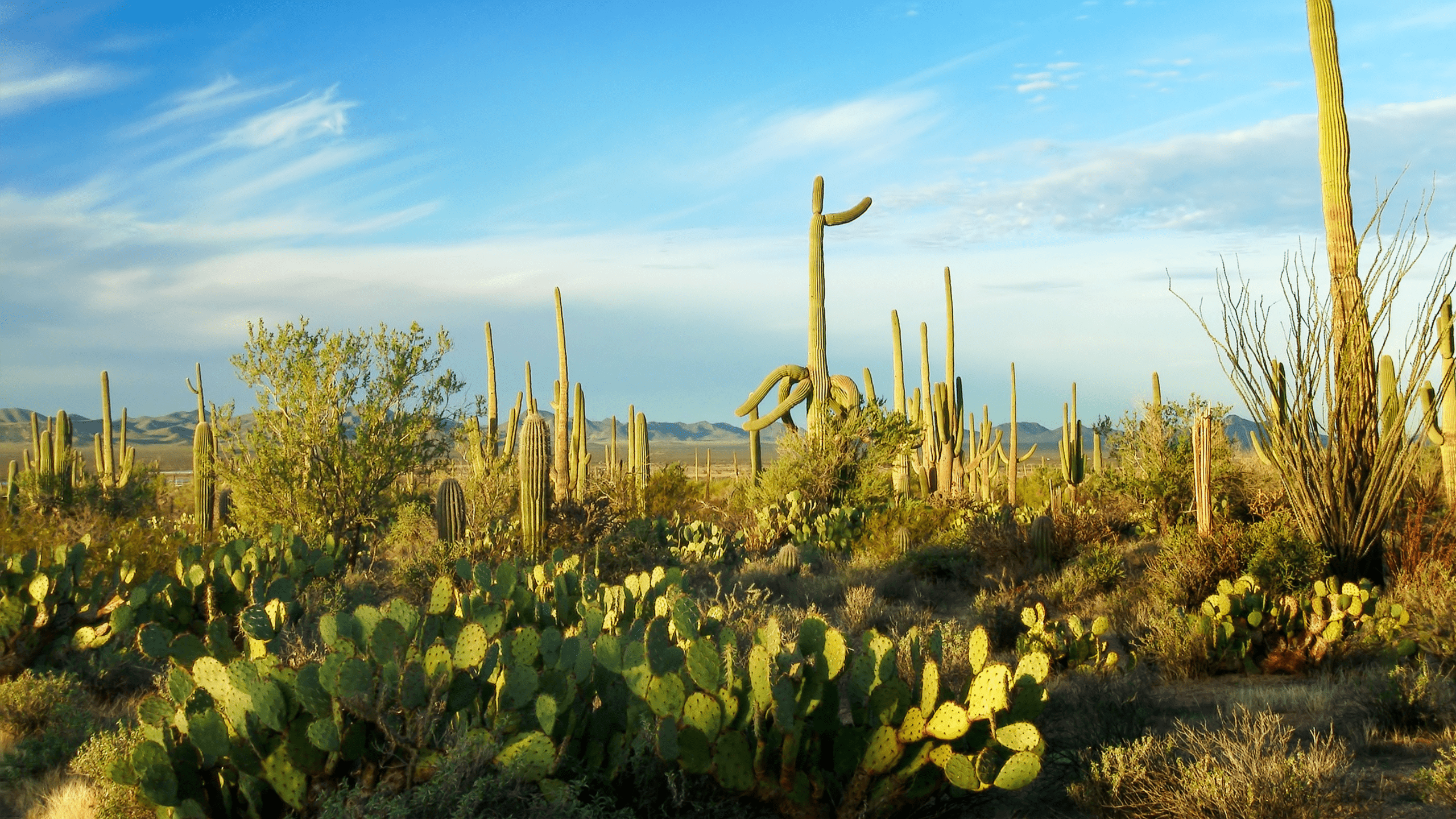 saguaro cactus with yellow blooms