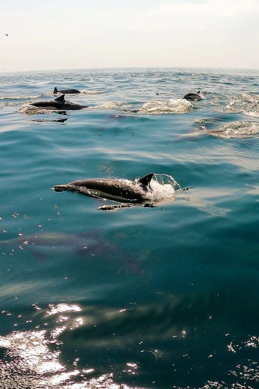 dolphins jumping out of water near Santa Barbara in the channel islands