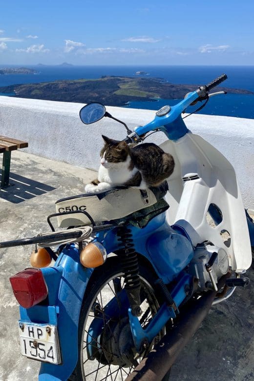 cat sitting on vespa in Santorini during Fira to Oia Hike