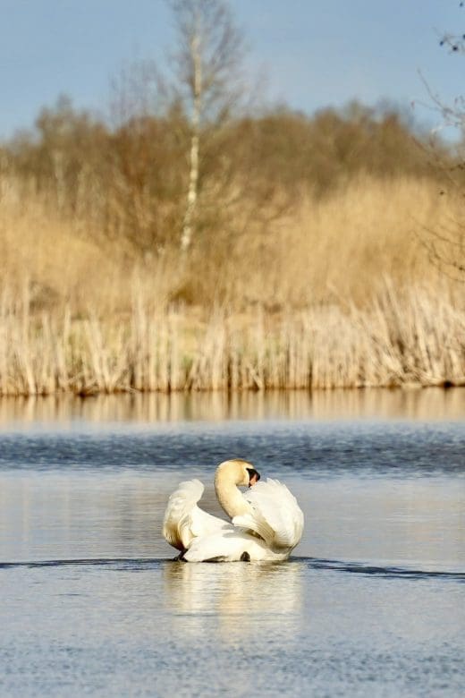 Swan swimming in the wild