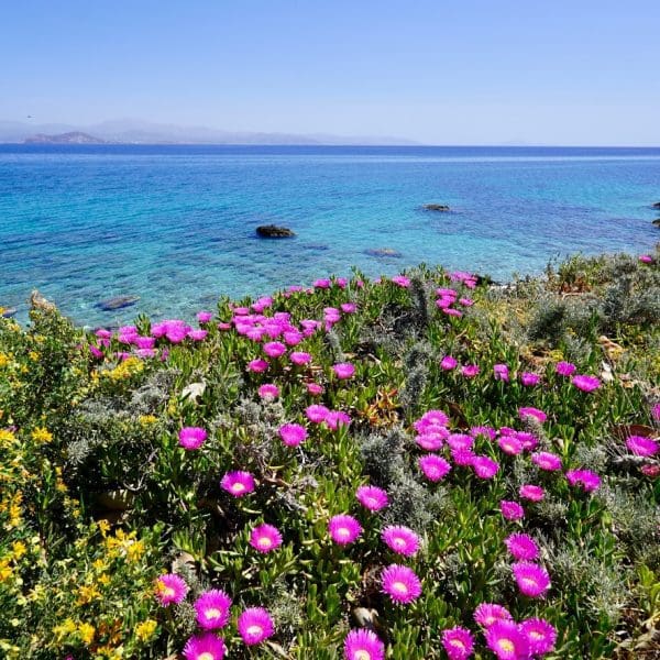 purple flowers with ocean in Paros Greece in background