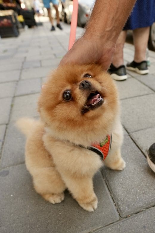 Cute tan dog on sidewalk