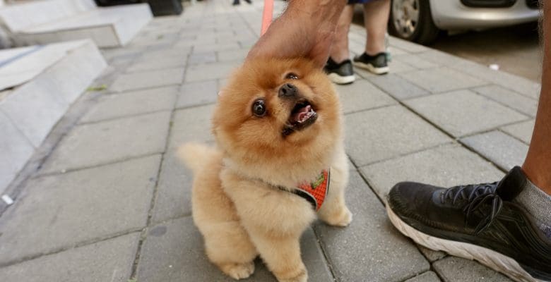Cute tan dog on sidewalk